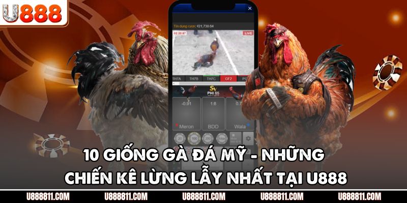 10 Giống Gà Đá Mỹ - Những Chiến Kê Lừng Lẫy Nhất Tại U888 1 10 Giống Gà Đá Mỹ - Những Chiến Kê Lừng Lẫy Nhất Tại U888